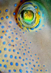 What a wonderful eye! This is a full frame close-up of th... by Arthur Telle Thiemann 